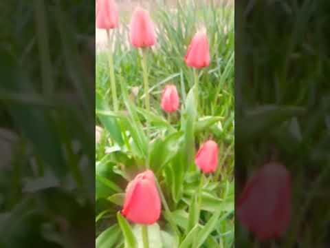 Квіти в тумані