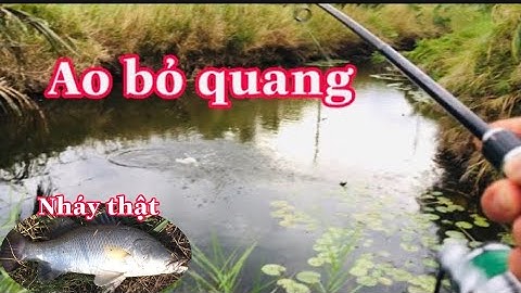 Câu Cá Chẽm Lure Cá Chẽm Bằng Nhái Thật Mồi Câu Cá Chẽm Nhạy Nhất .Câu Cá Chẽm Trong Khu Mộ Bỏ Quang