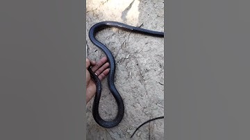 Huấn Vi . Đi Đường Gặp Rắn Khủng #shorts