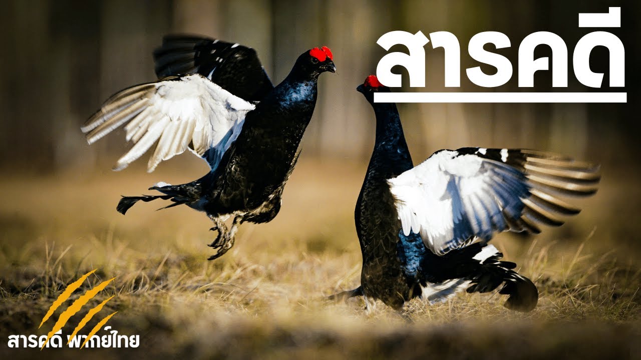 สารคดีสัตว์ป่า เทือกเขาโรห์น ดินแดนสวรรค์ของสัตว์ป่า ถิ่นอาศัยอันงดงามของสัตว์ป่านานาชนิด และท้าทาย