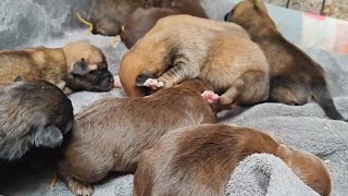 The Dog Was Abandoned Without Opening Its Eyes. Fortunately, A Pregnant Teddy Helped Take Care Of It