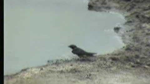 Swallow collecting mud for nest building