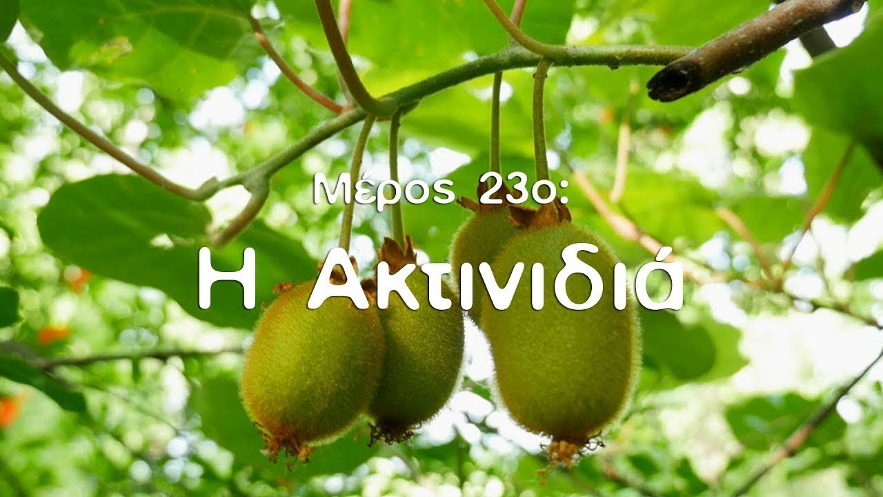 Η Φυσική Καλλιέργεια με τον Παναγιώτη Μανίκη (ΜΕΡΟΣ 23ο: Η Ακτινιδιά)