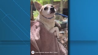 More than 65 animals found at Gatesville home
