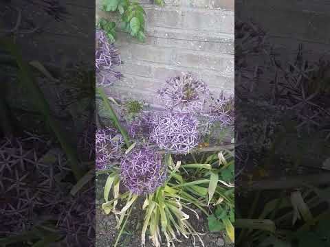 Video: Are Alliums invazive: gestionarea Alliums ornamentale în grădină