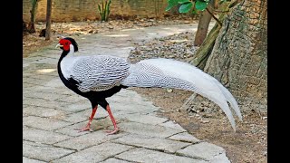 Silver Pheasant