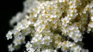 Download Lagu Sami Yosef      O mother  O mother O mother O mother MP3