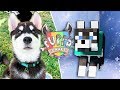 PUPPYCRAFT (Ep 3) - Rescuing My Puppy Teal!