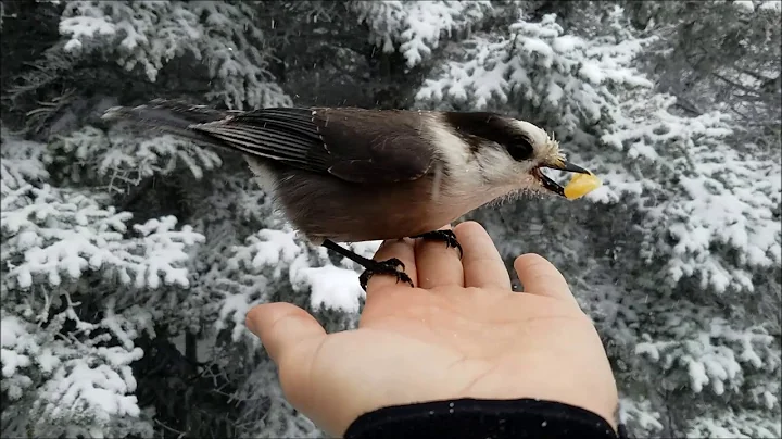 Hand feeding gray jay on North Hancock