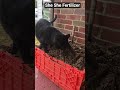Our Crazy Cat