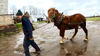 DRAFT HORSES: Fitting New Harnesses onto our Suffolk Punch Colts, Duke & Earl