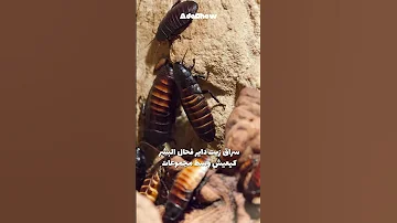 حقائق صادمة على سراق زيت الصراصير 