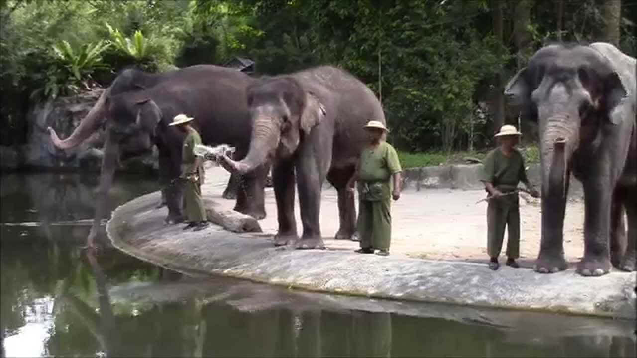 シンガポール動物園 Singapore Zoo 2015 - YouTube