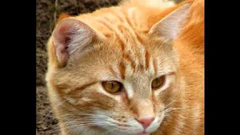 Watch the video about Dark Brown Cat