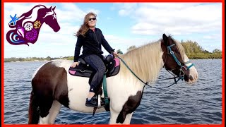 Riding Horses on the Beach in Tampa Bay - C Ponies - Bradenton Florida