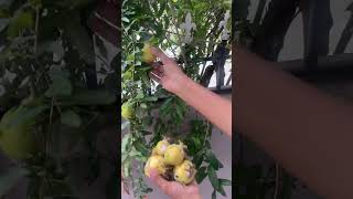 Download Lagu Mathulai in home garden poomogranate fruit in home culitivation terest garden maadi thootam fruit MP3 Download Lagu Mathulai in home garden poomogranate fruit in home culitivation terest garden maadi thootam fruit MP3