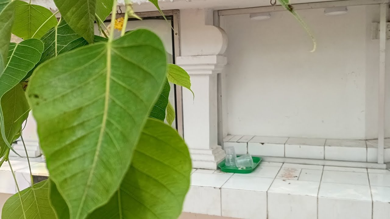 කත්නෝරුවේ සිරිධම්ම හිමියන්ට පොලිස් ආරක් ෂාව#viduraabeynayaka #dharma 