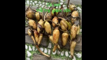 7 lợi ích của củ sen (ngó sen)