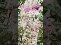 節景決明 泰國櫻 Pink White Shower Cherry Street Park 櫻桃街公園 節景決明 泰國櫻 Pink White Shower Cherry Street Park 櫻桃街公園