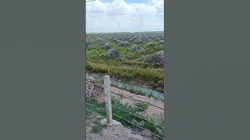 hệ thống tưới 4ha sầu riêng tại Tân Hưng - Long An, 1.300 béc v7-mini 90 lít 1 lần tưới