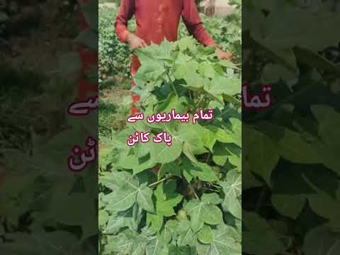 کاٹن فارمنگ تمام سے بیماریوں