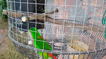 SERINDIT BREEDING