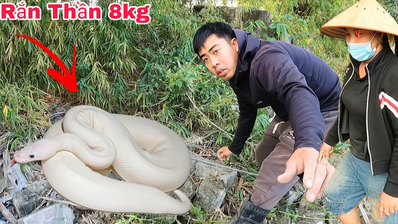 Người Phụ Nữ Hoảng Sợ Khi Phát Hiện 1 Con Rắn Hổ Mang Bạch Tạng Trong Gốc Tre Mục