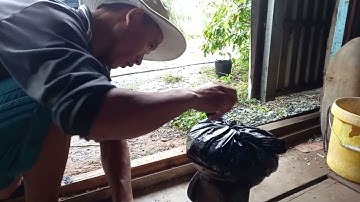 tiếp tục bán ốc thịt nha quý bà con