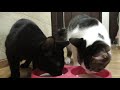 保護猫　保護して165日目　手術前の流動食ロイヤルカナン　クリティカルリキッド　【ねこ cat】