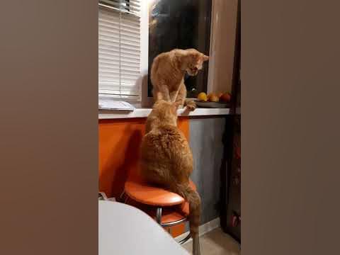 Цап царап - YouTube
