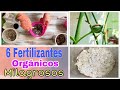 6 alimentos orgánicos para tus plantas 🌱 (Fertilizantes para nutrición y crecimiento)