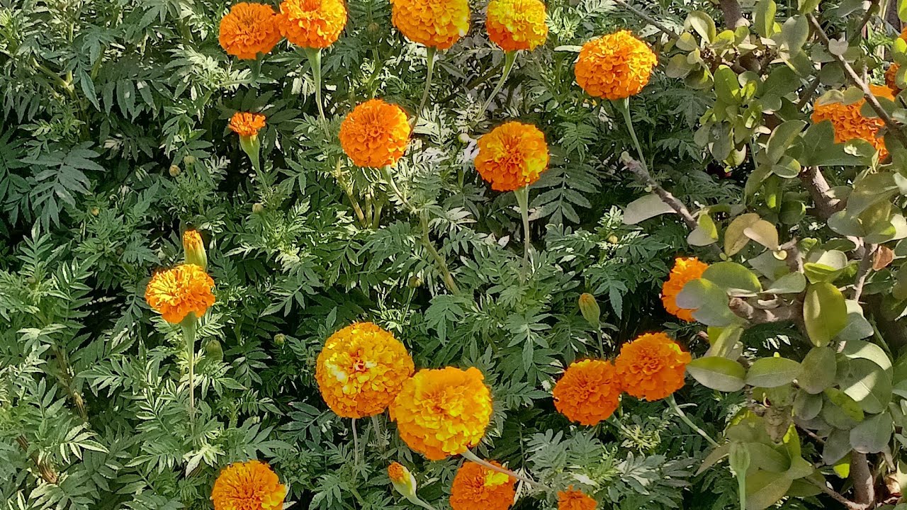 Gardening With Mona is live!