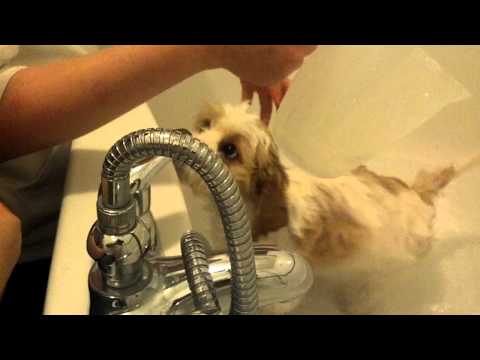 რიოს ბანაობა