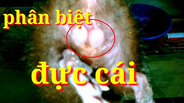 #7 Cách phân biệt dúi đực và cái cho người mới