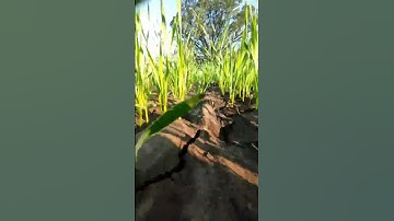 गेहूं Ka खेत 🌾 || Farmer Life ❤️ || my first vlog viral || #short