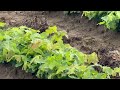 Wholesale Oak Tree Seedlings - Quercus Varieties at Tennessee Wholesale Nursery