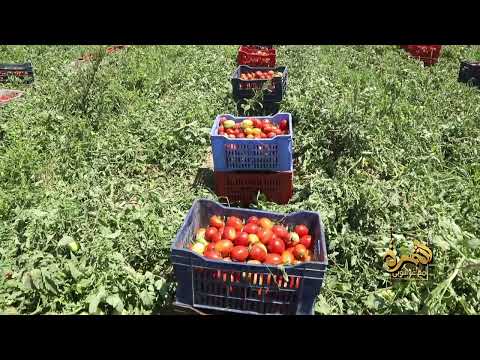 تجربة أقوى تقاوي طماطم في السوق