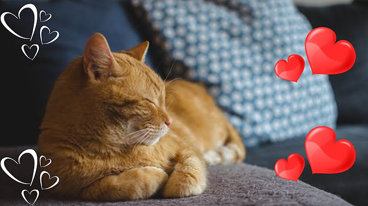 Macska nyugtató zenék 🐱 Macska altató zenék 🐱 Cica altató zenék 🐱 Macska relax zene 🐱 Hang clcáknak
