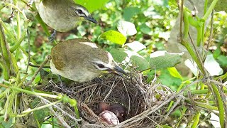 As Baby Pretends DEAD Parents TOGTHER SHOUTS at Nest | Yellow bulbul bird in nest