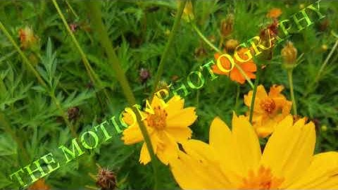 High-Quality AI  & ML Datasets for Computer Vision  Video Training #datasets #ai #ml #MLlearning #AI