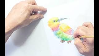 20240403花蜜鳥色鉛筆轉換成水彩畫法