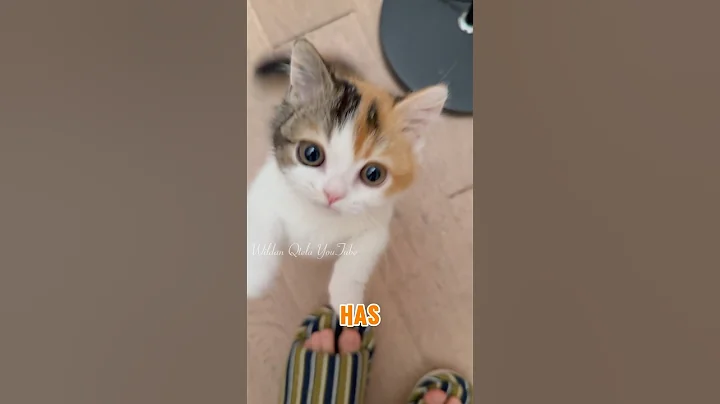Watch the video about The Hanceshkin cat breed is cute, adorable, and smart. Let's follow its daily life. #animals #funny