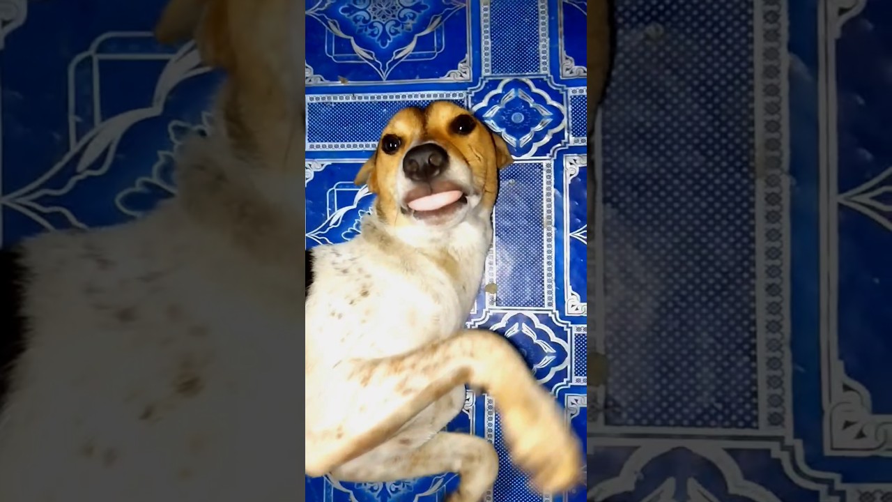 aaj ke geye Chilam Santipur 😁😁