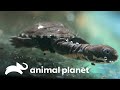 Plano de proteção para tartaruga ameaçada de extinção | O Zoológico | Animal Planet Brasil