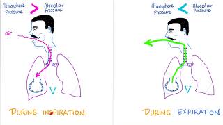 Ventilation, Compliance & Lung Pressures | Respiratory Physiology | Pulmonology