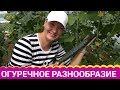 Салатные огурцы. Какие они?