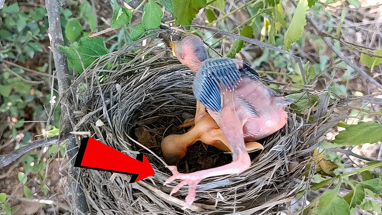 Cuckoo baby tried very hard to push the other baby out of the nest ...