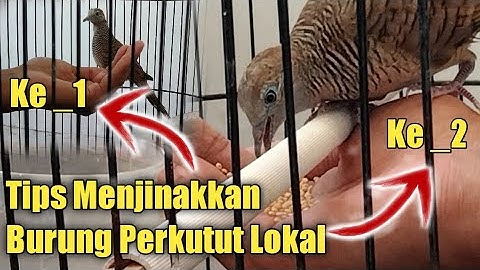Cara Menjinakkan Burung PERKUTUT Giras MUDA HUTAN 100% Jitu...Wajib Di Tonton !!!