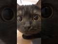 きゅるるん…黒猫マジックアワー!