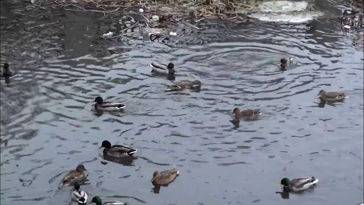 Почему нельзя плавать в водоеме где утки. Утки ныряют. на пруду плавают утки утки ныряют утки достают из тины червячков. утка ныряет в измайловском парке. на пруду утки плавают, ныряют, достают из тины червячков..